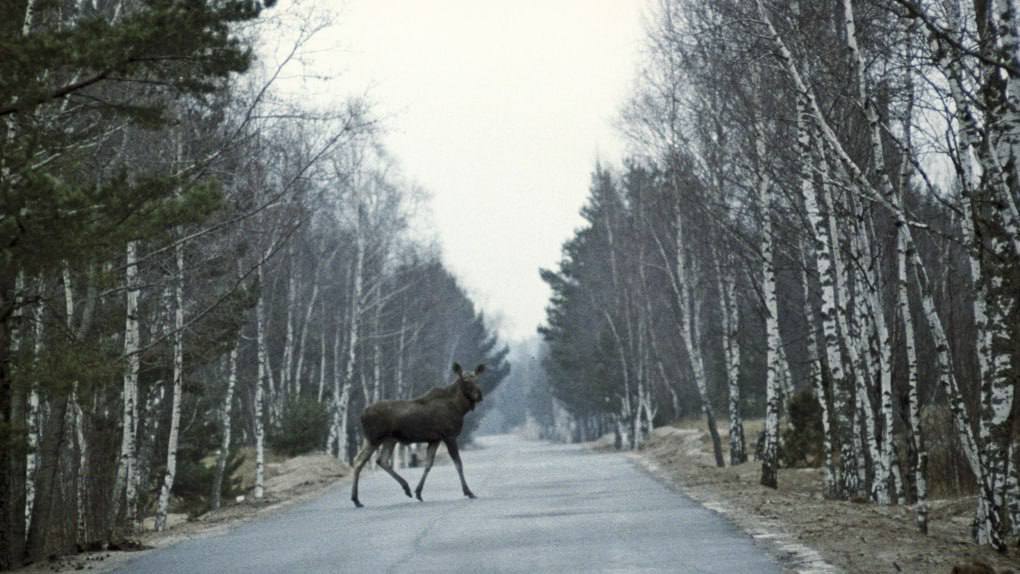 #актуальноесегодня. Самые важные действия водителя при встрече с дикими животными Дикие животные — постоянная угроза для многих автомобилистов