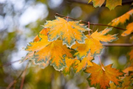 Мерзнем и читаем: синоптики сообщают о преодолении в Воронеже температурного рекорда 13-летней давности