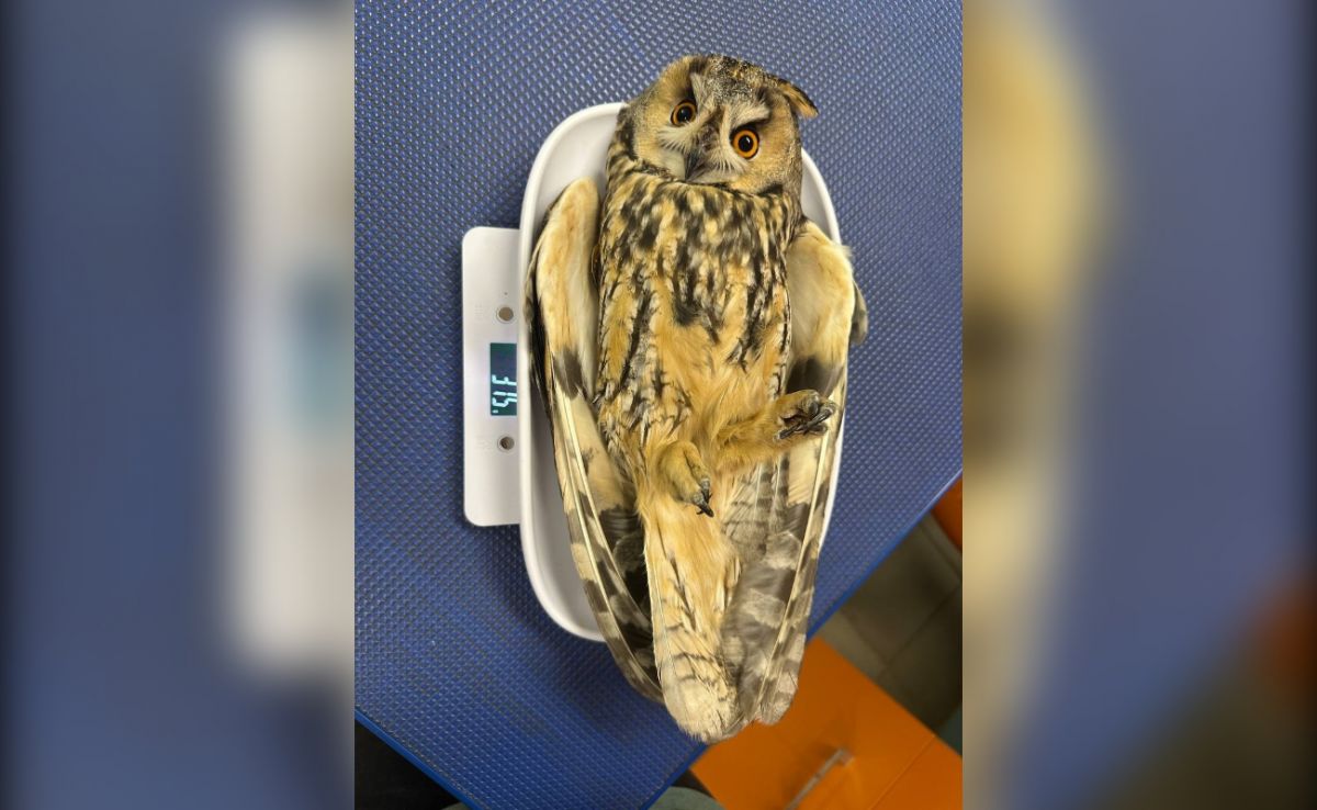 Волонтёры спасли ушастую сову, найденную на территории воронежского ЖК «Крымский»