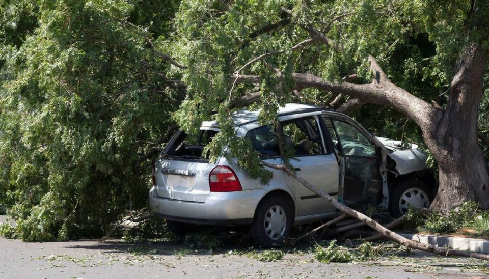 Управа района в Воронеже возместит автовладелице ущерб от дерева