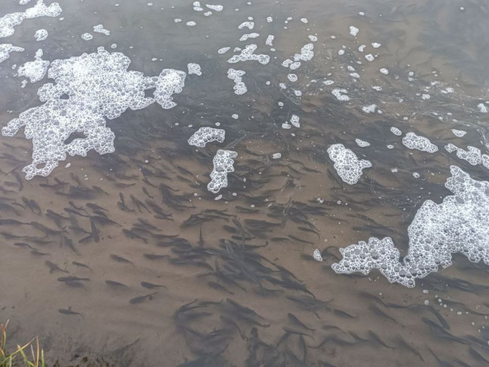 В Воронежское водохранилище выпустили 365 тысяч мальков толстолобика