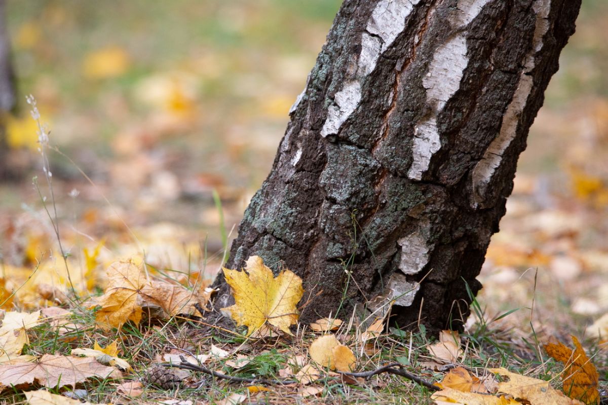 В Малышево на окраине Воронежа карантин по бешенству завершили на два дня раньше