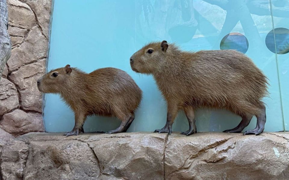 В Воронежском океанариуме поселилась пара капибар