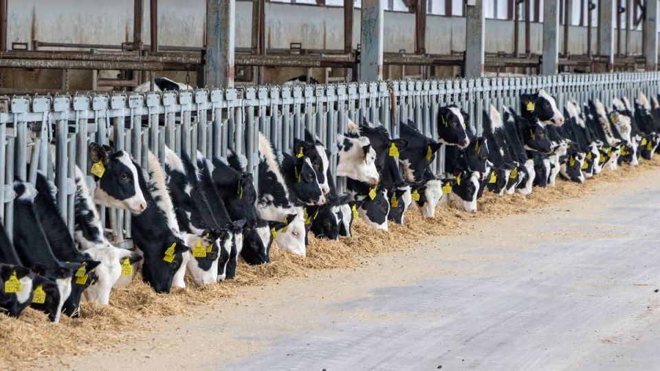 «Агроэко» готовится пустить молочный комплекс за 6 млрд в Воронежской области