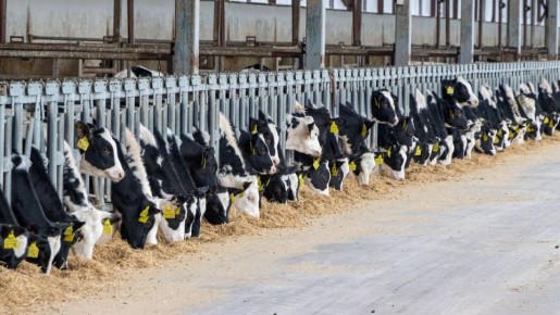 «Агроэко» готовится пустить молочный комплекс за 6 млрд в Воронежской области