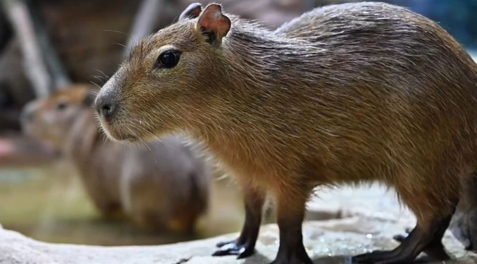 Воронежский океанариум пополнился новыми пушистыми жителями