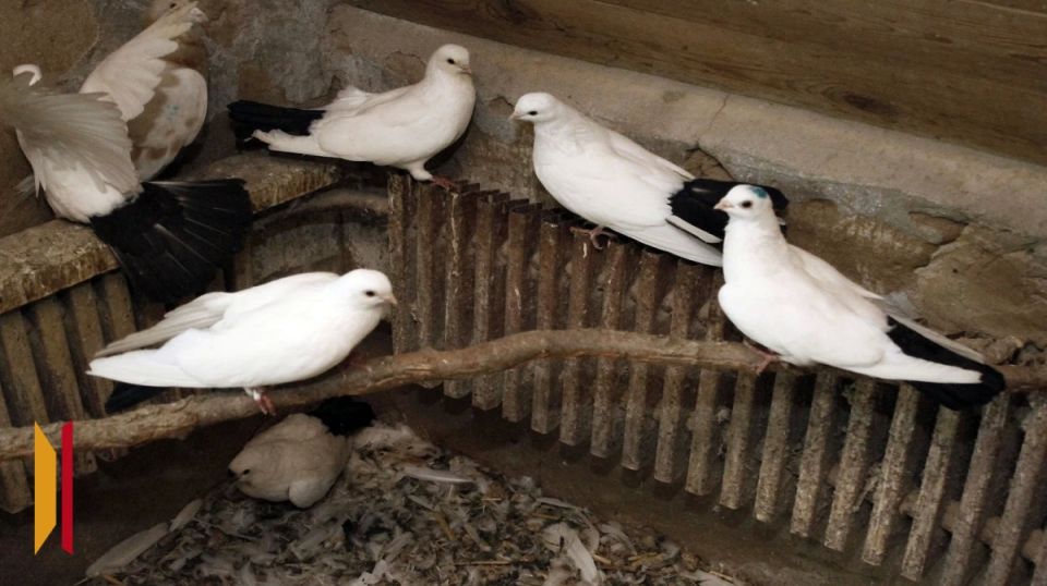 Воронежцам рассказали о появившихся в России чипированных голубях-биодронах