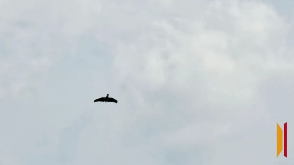 В Воронежской области сбили 12 БПЛА в ночь на 26 ноября