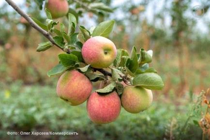 ВТБ отсудил у воронежского производителя яблок 142 млн на фоне ликвидации