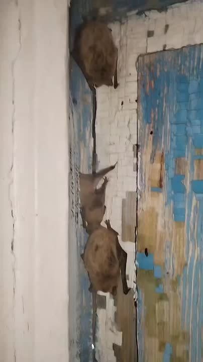 В Лискинском районе семейство летучих мышей поселилось между ставнями и окном в жилом доме