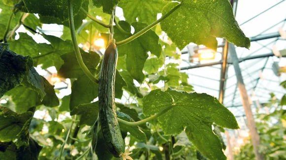 Воронежский тепличный комбинат пытаются продать дороже на полмиллиарда