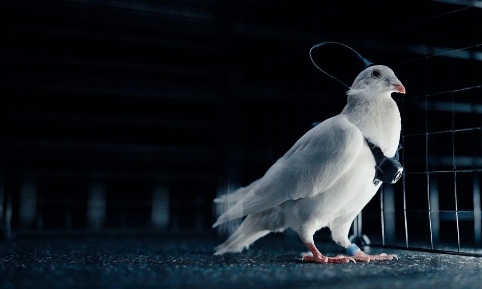 В России появились чипированные голуби-биодроны