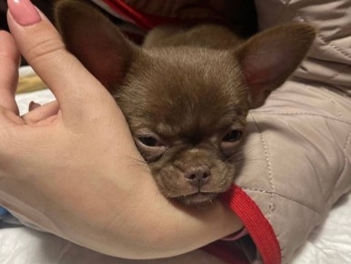 Воронежцы всё чаще стали путешествовать вместе со своими домашними любимцами