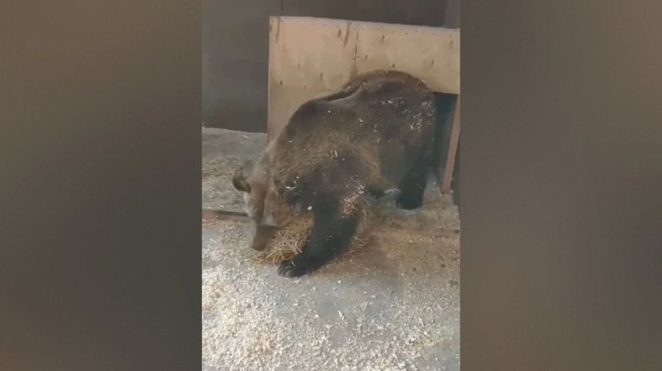 В Воронежском зоопарке показали, как бурые медведи готовятся к спячке: видео
