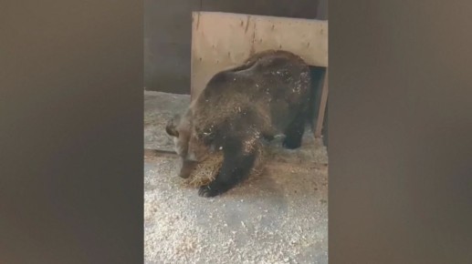 В Воронежском зоопарке показали, как бурые медведи готовятся к спячке: видео