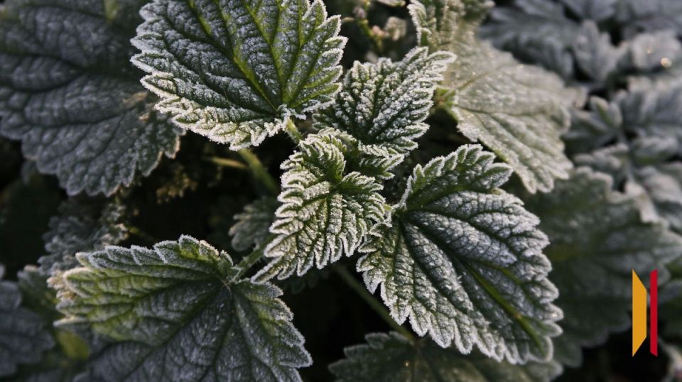 На выходных воронежцев ожидают заморозки