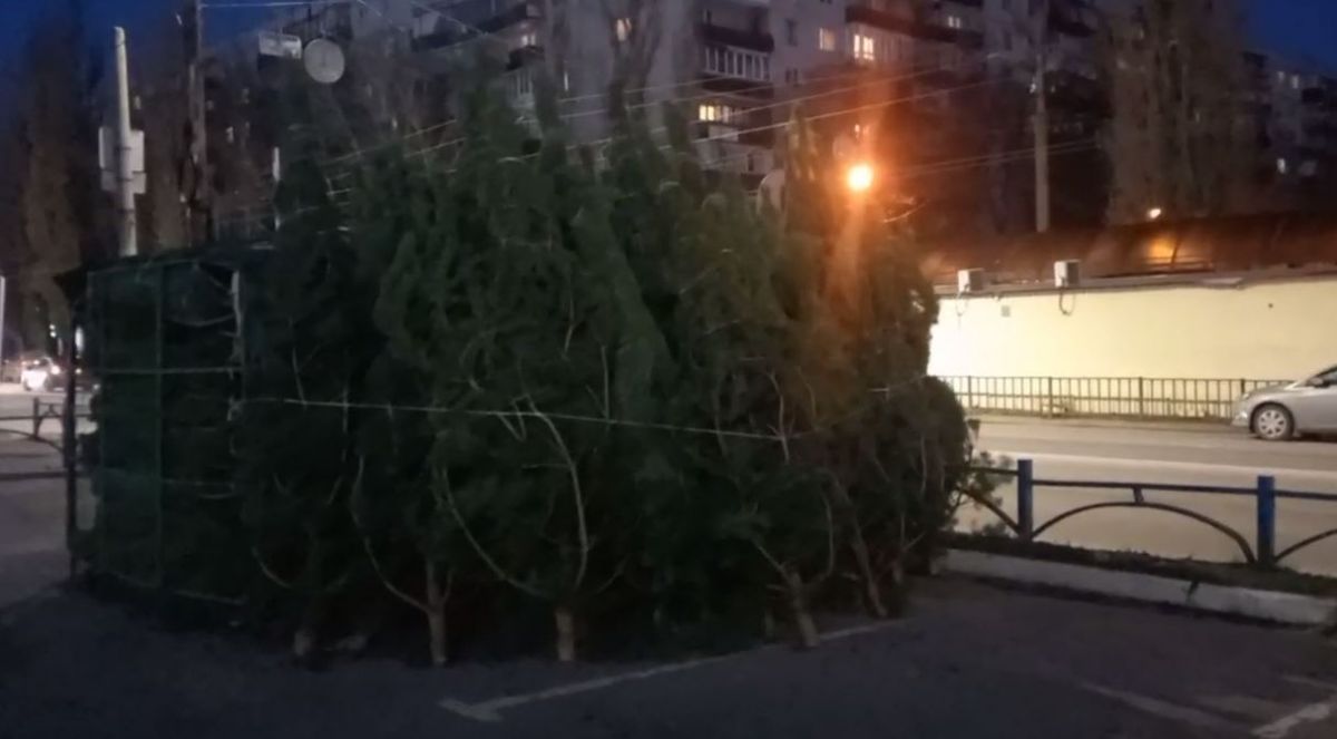 На улице Жукова в Воронеже начинают появляться площадки по продаже новогодних елок