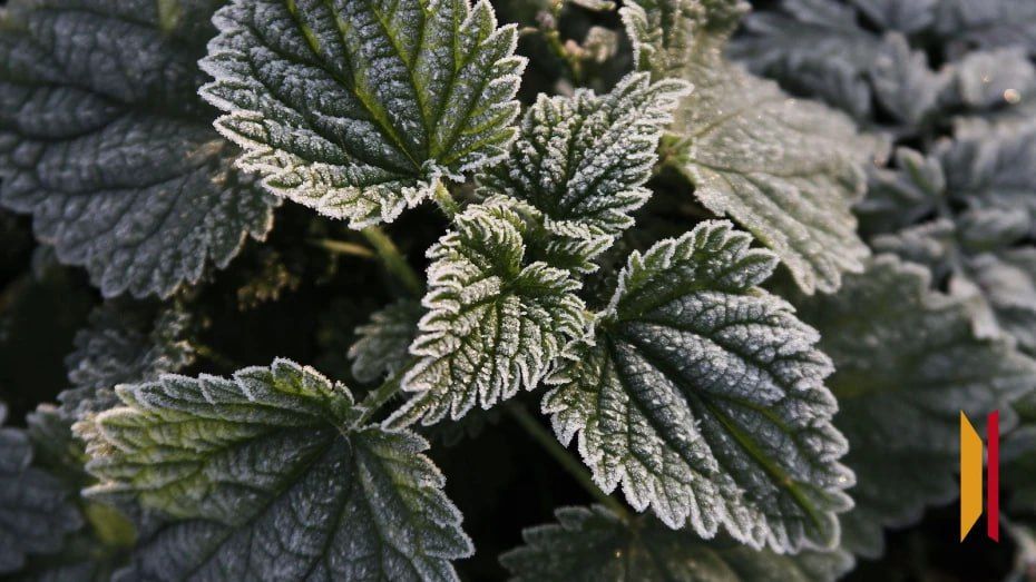 Заморозки ожидаются на выходных в Воронеже