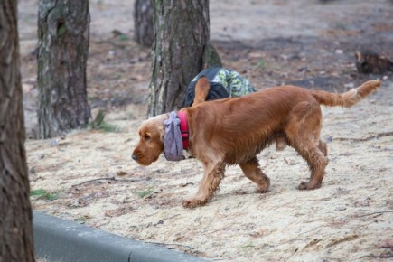 Спасение котенка, «собаки-силовики» и лесенка для четвероногого: лучшие истории о домашних животных к празднику