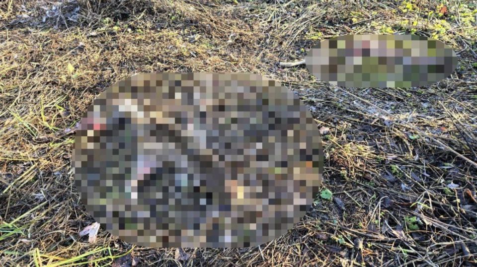 В Воронежском заповеднике собаки загрызли косулю