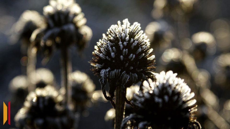 На первой неделе зимы в Воронеже будет морозно