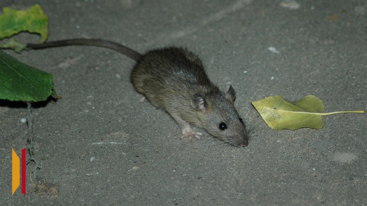 В Воронеже напротив ТРЦ «Галерея Чижова» заметили крыс
