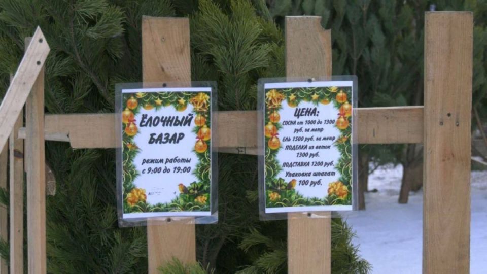 Купить ели к Новому году в Воронеже можно будет с 19 декабря