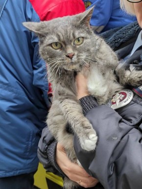 Котика спасли из горящей квартиры в Нововоронеже