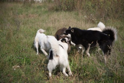 На 43% снизилась заболеваемость бешенством в Воронежской области