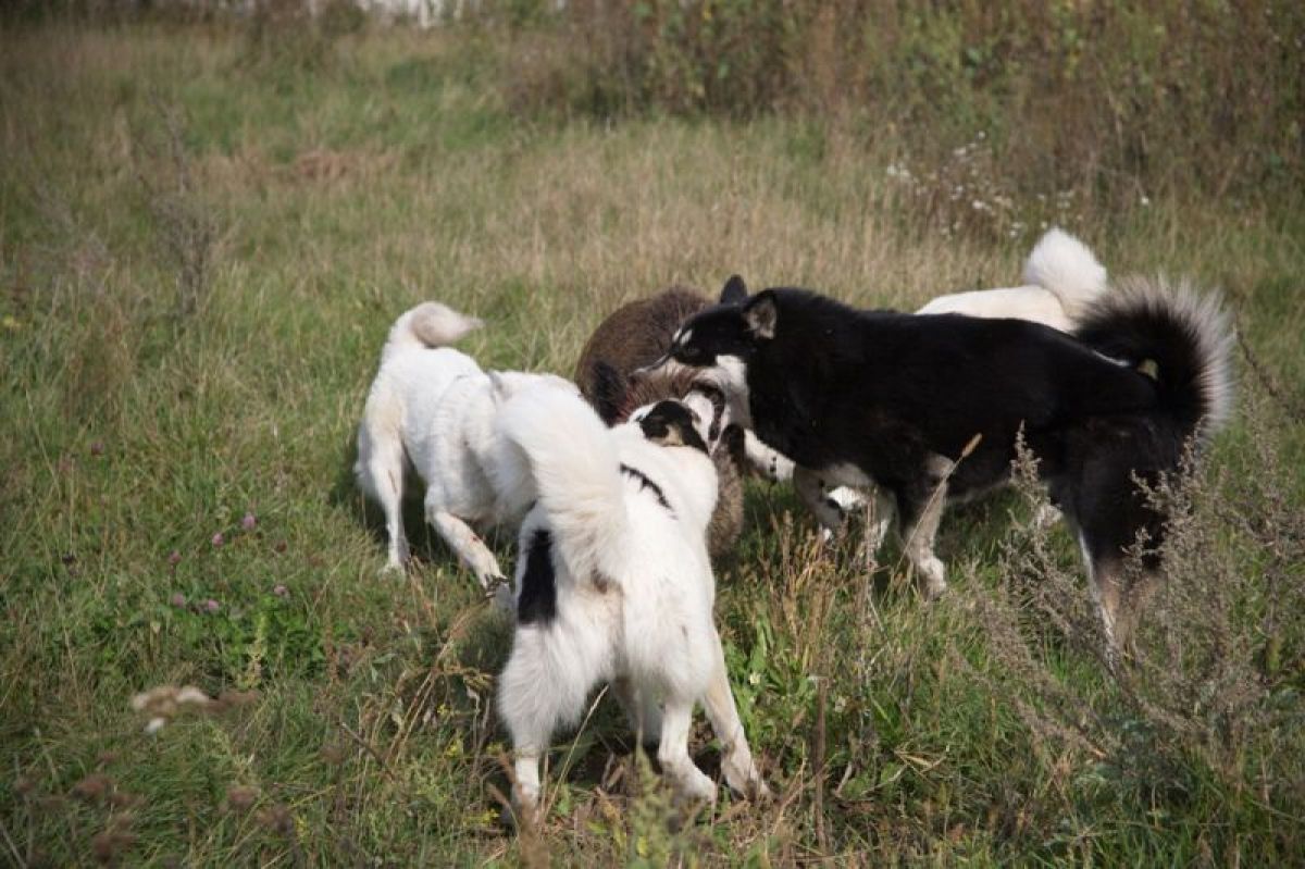 На 43% снизилась заболеваемость бешенством в Воронежской области