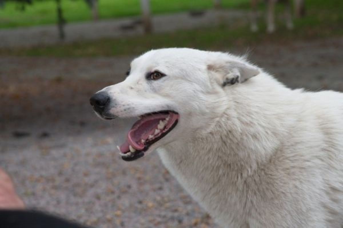 Село Бутурлиновского района стало очагом бешенства животных