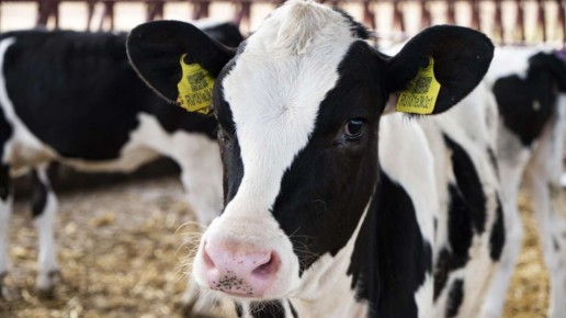 Крым получит 1,1 млн рублей на развитие селекции в животноводстве