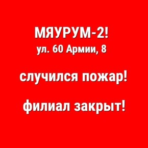 После пожара филиал кото-кафе «Мяурум-2» на улице 60-й Армии, 8 закрылся в Воронеже