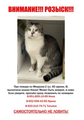 Сотрудники котокафе попросили помощи в поиске пропавших во время пожара котов