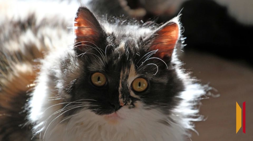 � �������� �� ������ � �������� ������� ���� �����