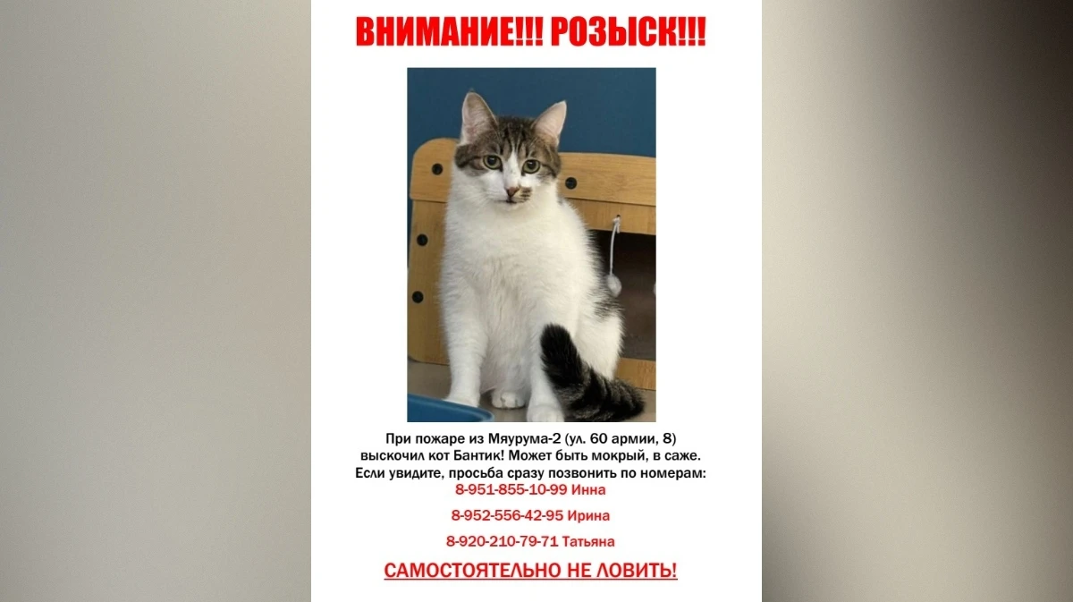 В Воронеже хозяева котокафе просят помочь найти сбежавших во время пожара кошек