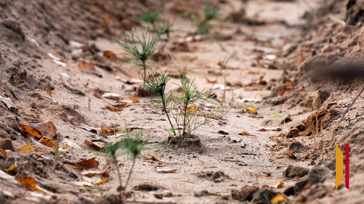 В Воронежской области высадят более 1,4 га леса