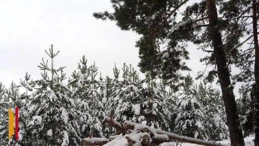 За незаконную вырубку сосен к новогодним праздникам предусмотрены штрафы