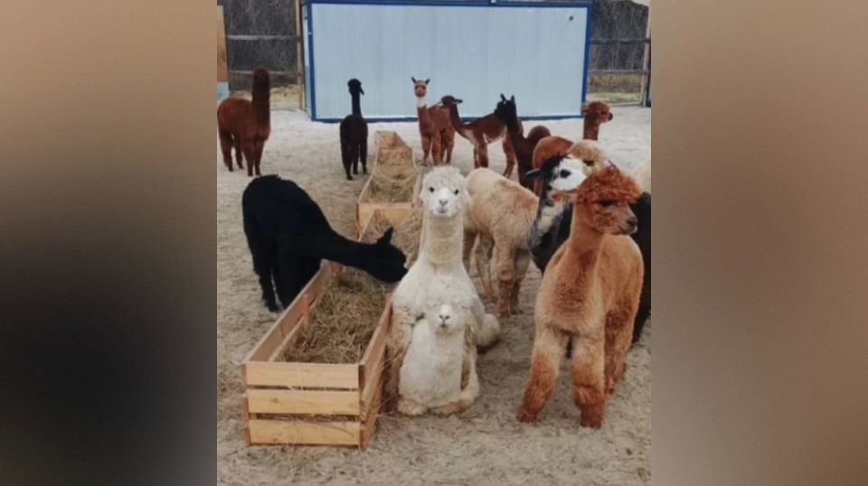 ��� ��������� �� 21 ��� ������ ��������� 30 ������