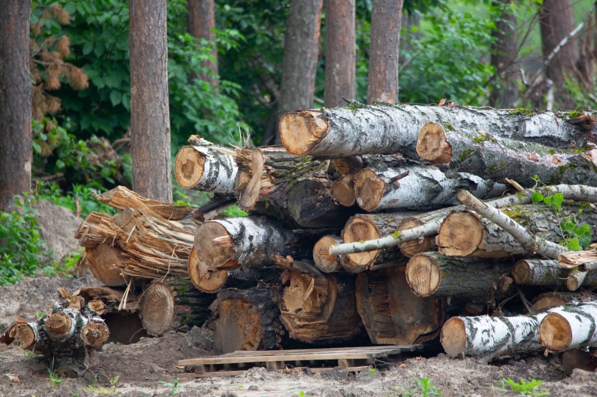 Воронежские лесники начали охоту за браконьерами