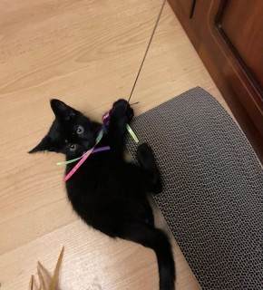 Приютили спасенного котенка, провалившегося в вентиляционную шахту в доме на Московском проспекте