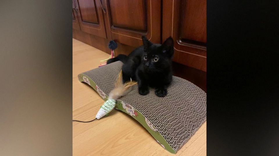 ����� �������� ����������� �������� �������, ������� ������� � ���������� �� ���������� ��������� � ��������