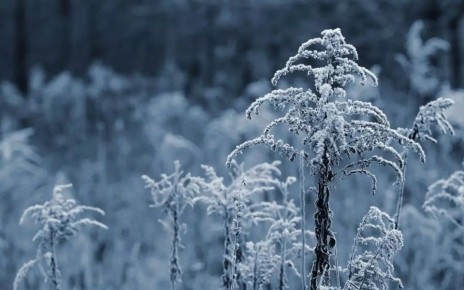 Воронеж с каждым днем все больше погружается в новогоднюю сказку