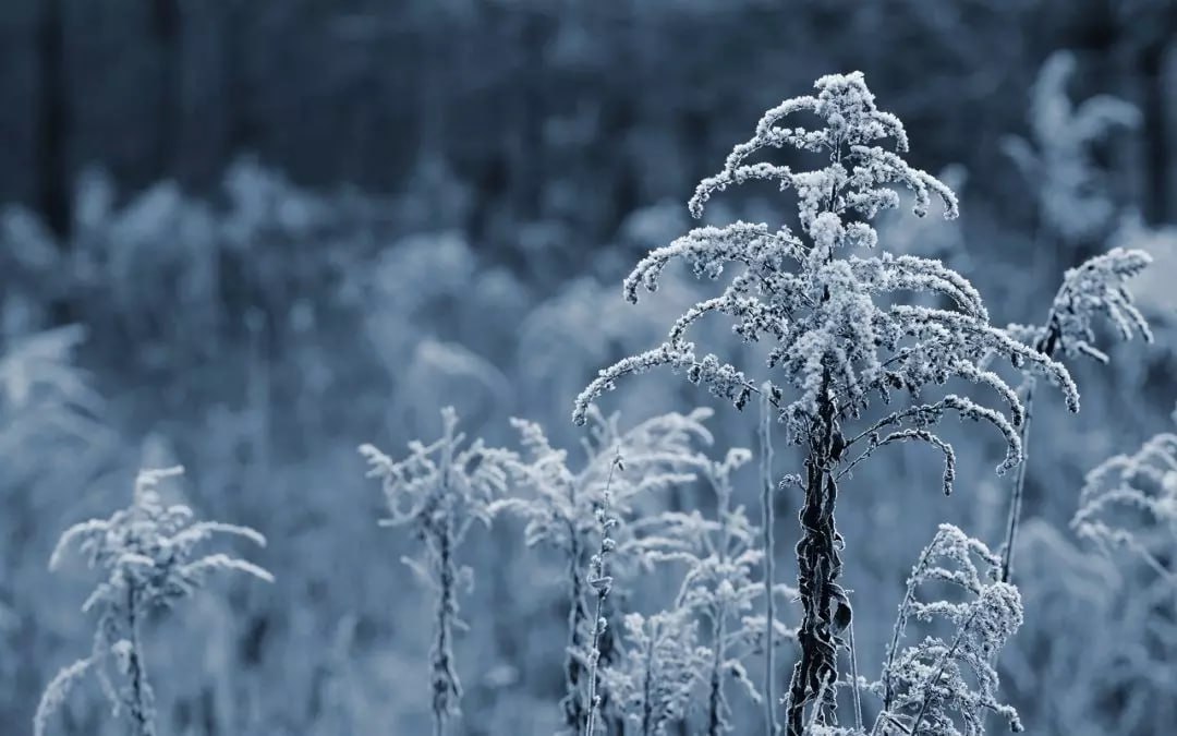 Воронеж с каждым днем все больше погружается в новогоднюю сказку