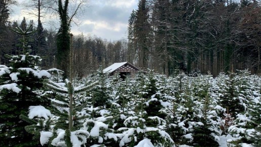 ����� �� ���������� �������� ������� ���� ��� ����