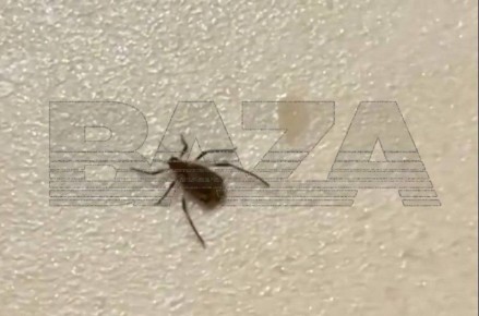 Ҹ���� ���� � �������� ����� ����������� ������ �� ��������� �����