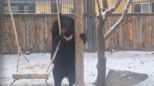 � ����������� �������� ������� ����� �� �������� ����������� ��������� ����: �����