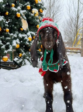 В Воронежской области в парке альпак появился забавный козлик Федя