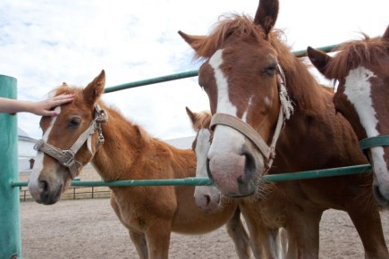 ���������� ���������� � ������� ������ ���������� �������� �� ���������� ��������