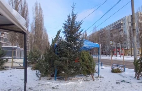 Королева базара: история самой дорогой и одинокой ели Воронежа